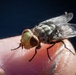 New World Screwworm Sterile Fly Ground Release Chamber Operations in Texas