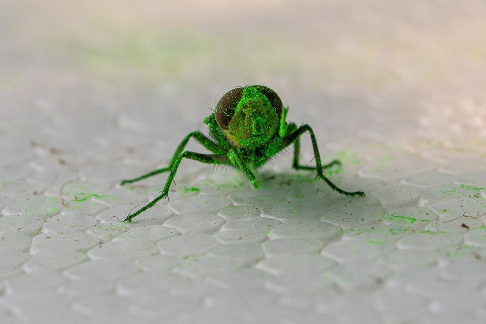 New World Screwworm Sterile Fly Ground Release Chamber Operations in Texas
