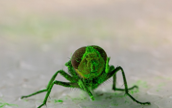 New World Screwworm Sterile Fly Ground Release Chamber Operations in Texas