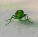 New World Screwworm Sterile Fly Ground Release Chamber Operations in Texas