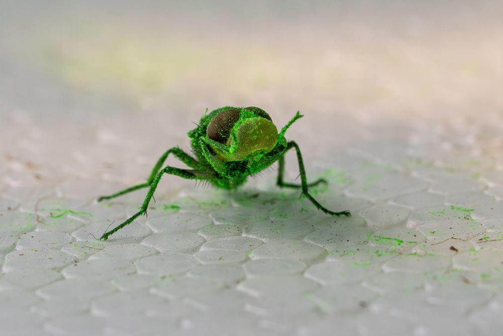 New World Screwworm Sterile Fly Ground Release Chamber Operations in Texas