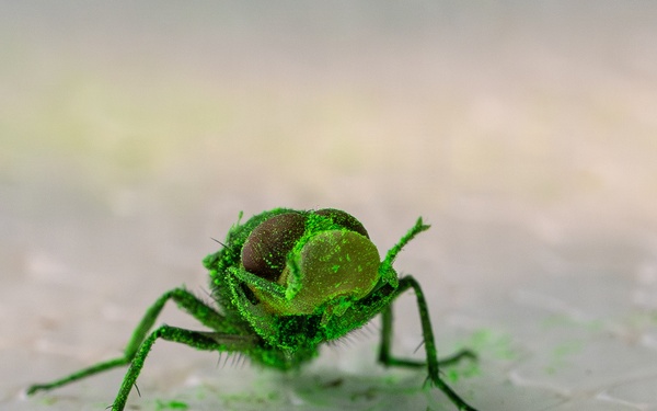 New World Screwworm Sterile Fly Ground Release Chamber Operations in Texas