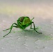 New World Screwworm Sterile Fly Ground Release Chamber Operations in Texas