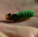 New World Screwworm Sterile Fly Ground Release Chamber Operations in Texas