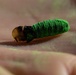 New World Screwworm Sterile Fly Ground Release Chamber Operations in Texas