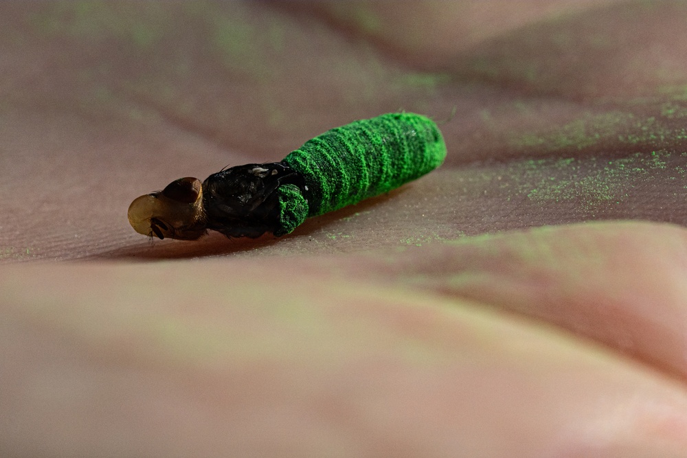 New World Screwworm Sterile Fly Ground Release Chamber Operations in Texas