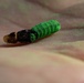 New World Screwworm Sterile Fly Ground Release Chamber Operations in Texas