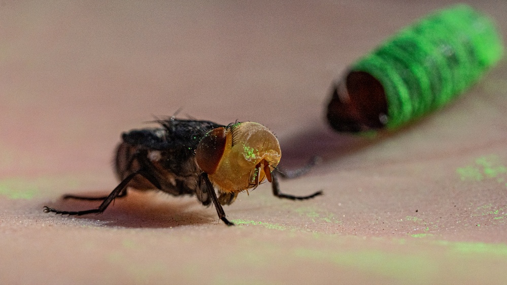 A macro close-up photograph of a fly, likely a blowfly or housefly, positioned on a flat surface. Small green fluorescent particles are visible on the fly's compound eyes and scattered on the surface nearby. In the background, a green cylindrical object — possibly a fluorescent powder dispenser or marker — is visible out of focus.