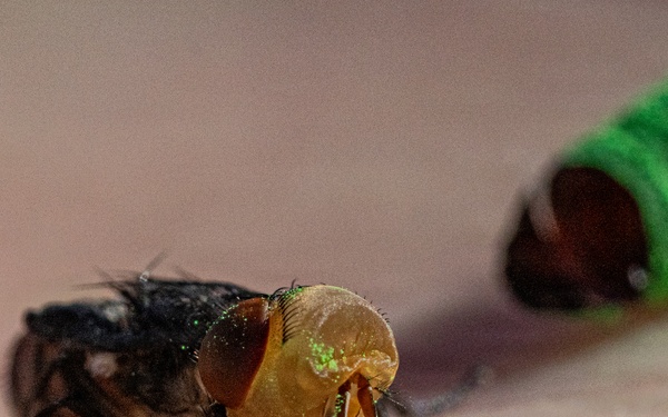 New World Screwworm Sterile Fly Ground Release Chamber Operations in Texas