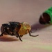 New World Screwworm Sterile Fly Ground Release Chamber Operations in Texas