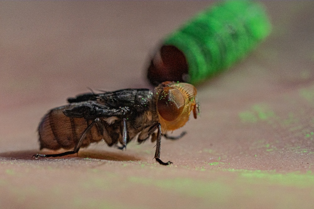 New World Screwworm Sterile Fly Ground Release Chamber Operations in Texas