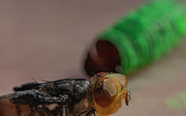 New World Screwworm Sterile Fly Ground Release Chamber Operations in Texas