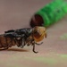 New World Screwworm Sterile Fly Ground Release Chamber Operations in Texas
