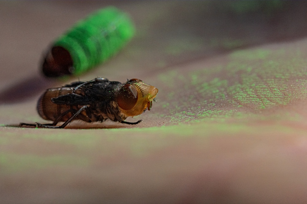 A close-up macro photograph of a fly resting on a surface, with large compound reddish-brown eyes clearly visible. Green fluorescent powder or dust is scattered on the surface and appears on the fly's head area. A blurred green cylindrical object is visible in the background, likely the source of the fluorescent powder.