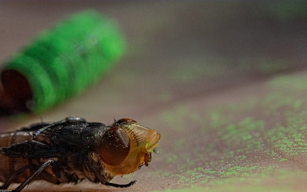 New World Screwworm Sterile Fly Ground Release Chamber Operations in Texas