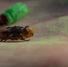 New World Screwworm Sterile Fly Ground Release Chamber Operations in Texas