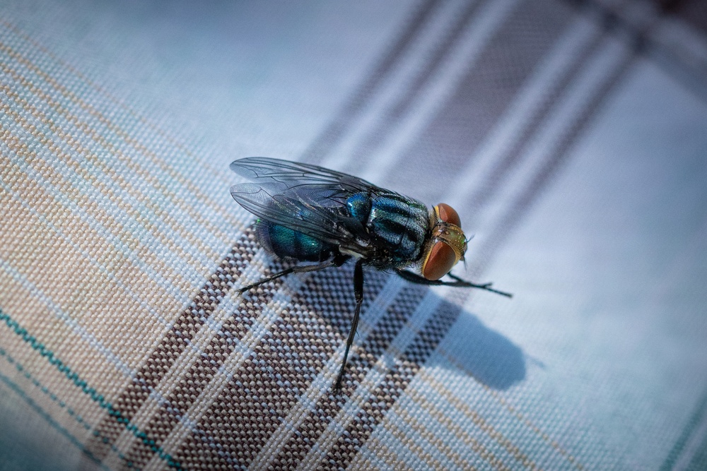New World Screwworm Sterile Fly Ground Release Chamber Operations in Texas