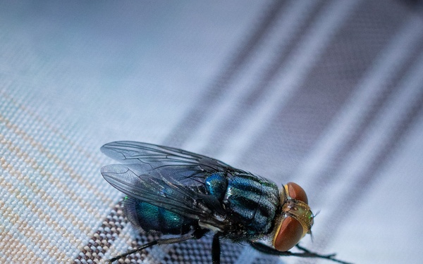 New World Screwworm Sterile Fly Ground Release Chamber Operations in Texas