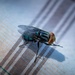 New World Screwworm Sterile Fly Ground Release Chamber Operations in Texas