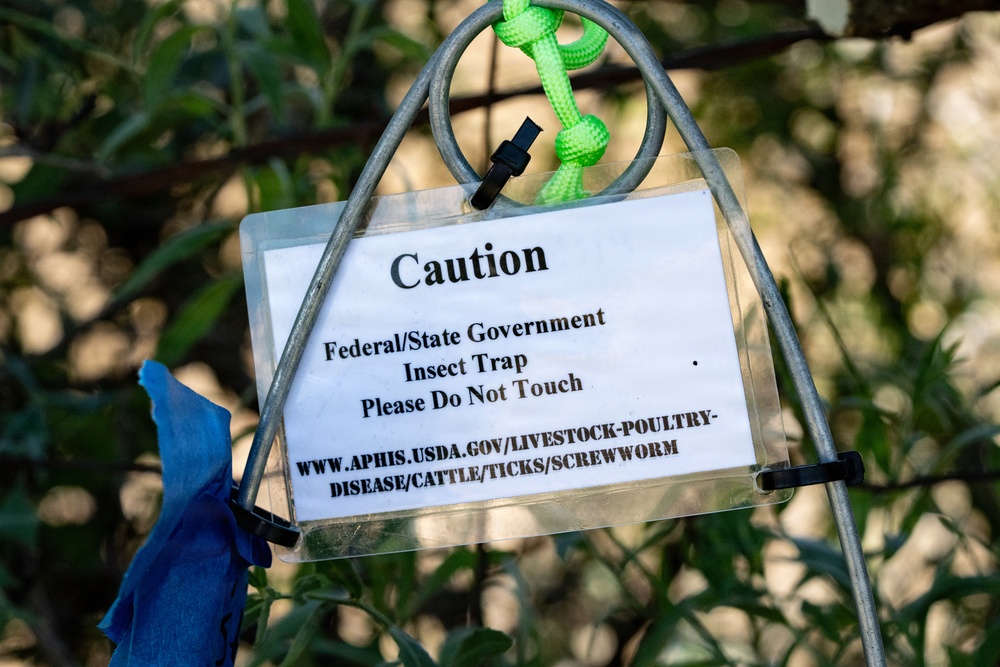 San Angelo Strike Team Uses Baited Sticky Lure Traps to Track Screwworm Activity in Texas