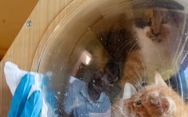 USS Mount Whitney Sailors Visit Animal Shelter