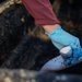 The 2026 Europe-Mediterranean Disinterment Team Prepares Remains for Transfer Case