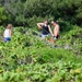 USS Theodore Roosevelt Carrier Strike Group and Carrier Air Wing 11 Sailors Participate in a Beach Clean Up During RIMPAC 26