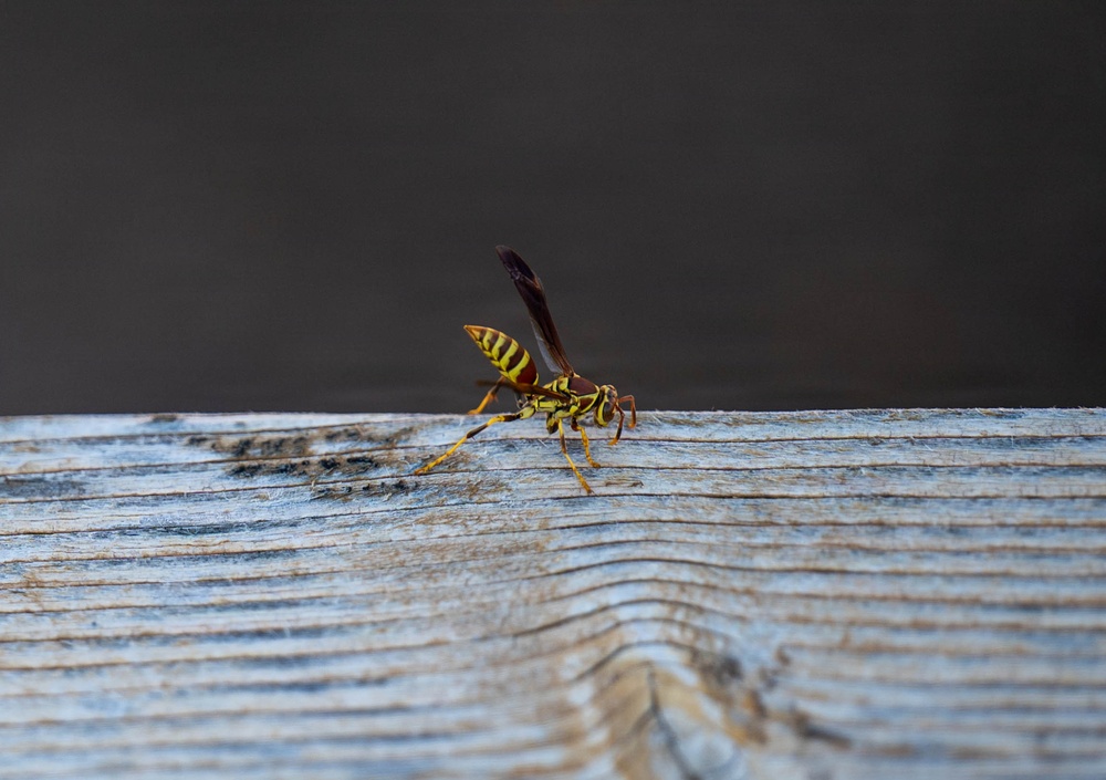 Bees, butterflies, and biodiversity: The 2nd annual Altus AFB BioBlitz