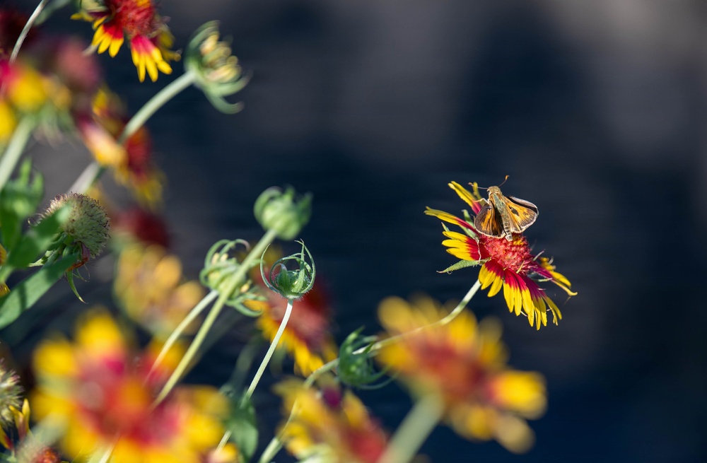 Bees, butterflies, and biodiversity: The 2nd annual Altus AFB BioBlitz