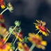 Bees, butterflies, and biodiversity: The 2nd annual Altus AFB BioBlitz
