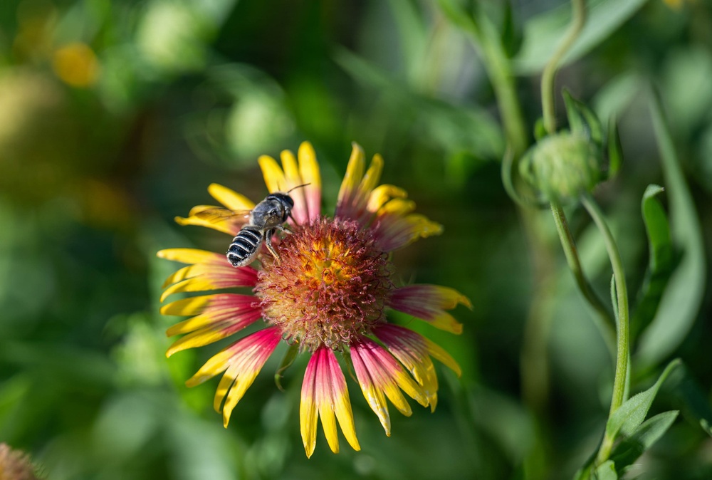 Bees, butterflies, and biodiversity: The 2nd annual Altus AFB BioBlitz