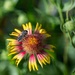 Bees, butterflies, and biodiversity: The 2nd annual Altus AFB BioBlitz