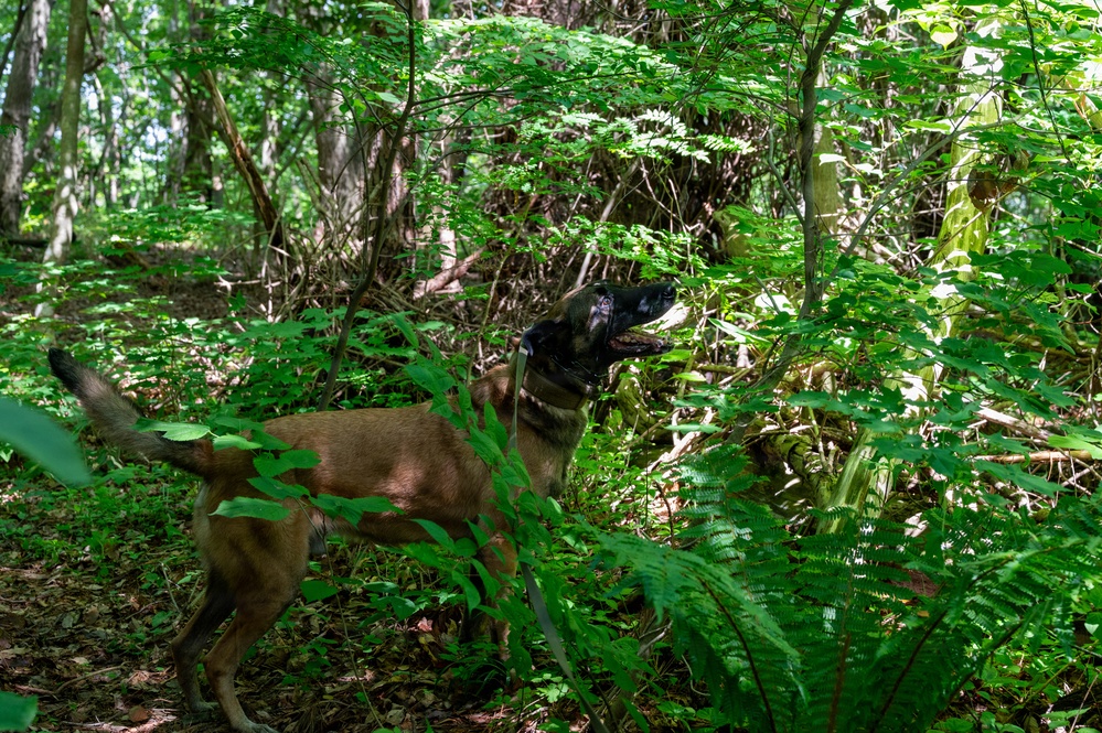 35th Security Forces Squadron strengthens military working dog readiness