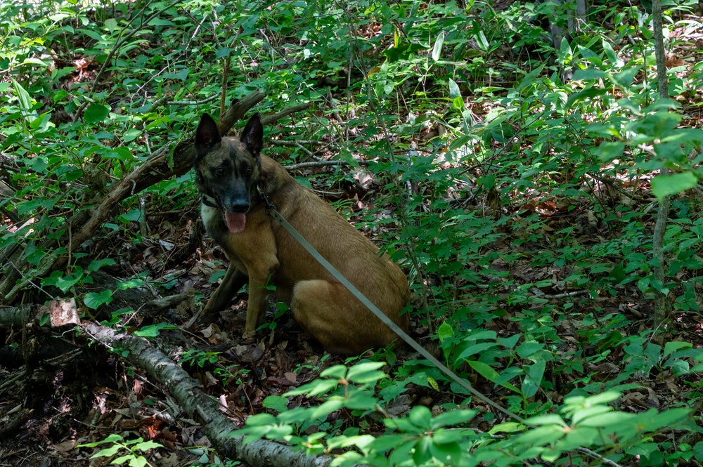 35th Security Forces Squadron strengthens military working dog readiness