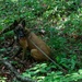 35th Security Forces Squadron strengthens military working dog readiness