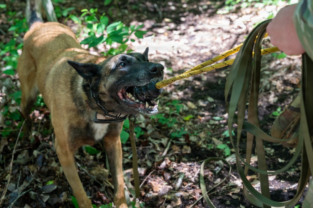 35th Security Forces Squadron strengthens military working dog readiness