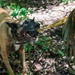 35th Security Forces Squadron strengthens military working dog readiness