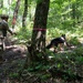 35th Security Forces Squadron strengthens military working dog readiness
