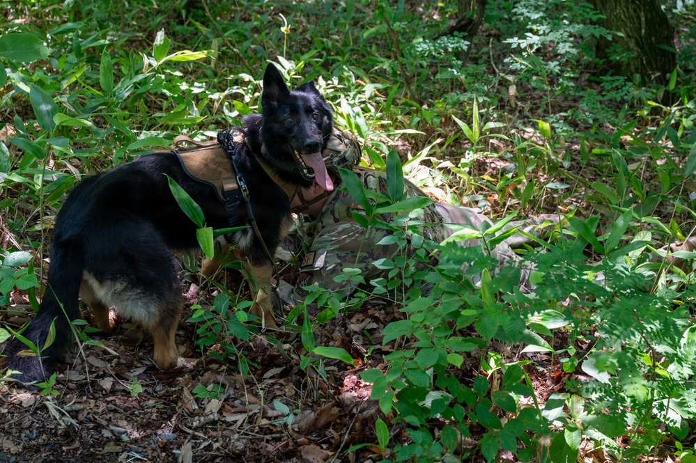 35th Security Forces Squadron strengthens military working dog readiness