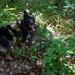 35th Security Forces Squadron strengthens military working dog readiness