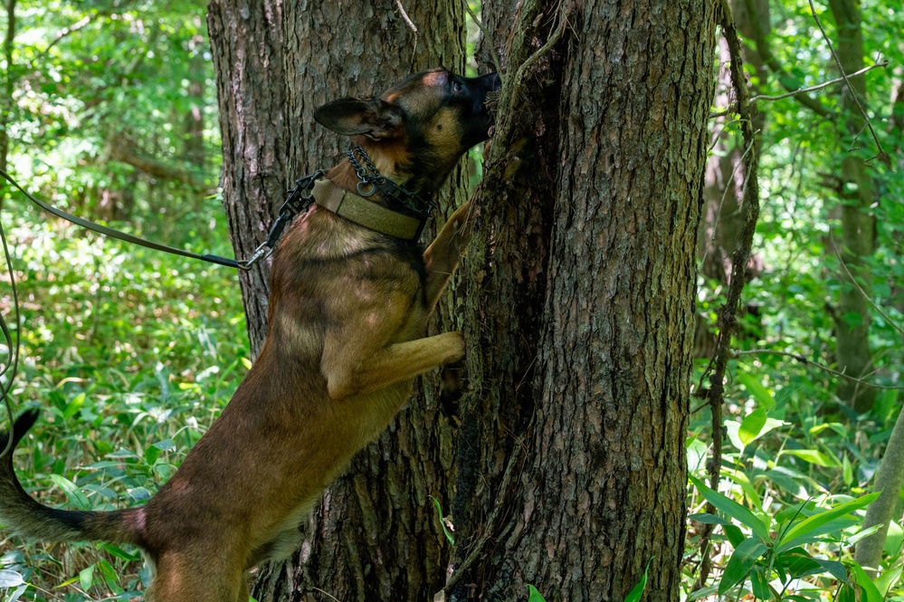 35th Security Forces Squadron strengthens military working dog readiness