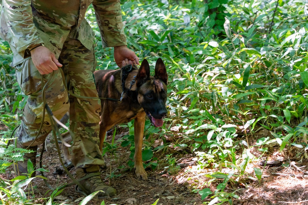 35th Security Forces Squadron strengthens military working dog readiness