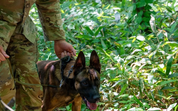 35th Security Forces Squadron strengthens military working dog readiness