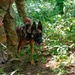 35th Security Forces Squadron strengthens military working dog readiness