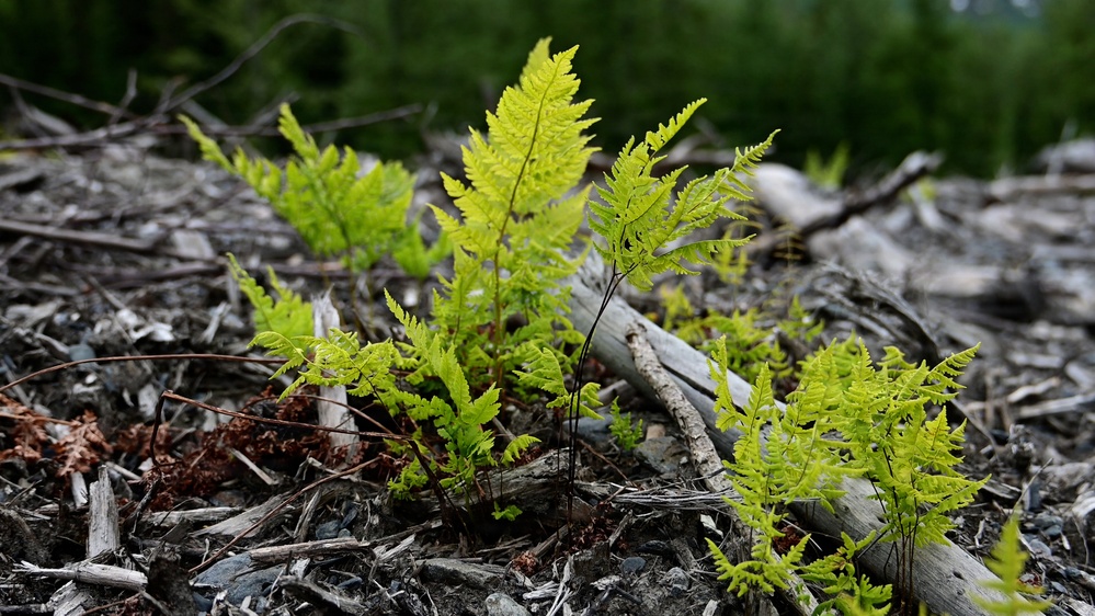 Resurrection Creek Restoration Project on Chugach National Forest
