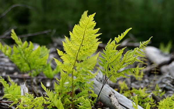 Resurrection Creek Restoration Project on Chugach National Forest