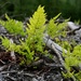 Resurrection Creek Restoration Project on Chugach National Forest