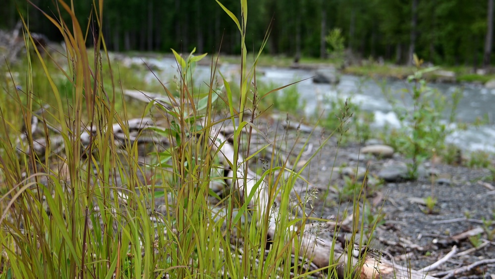 Resurrection Creek Restoration Project on Chugach National Forest