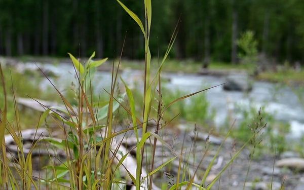 Resurrection Creek Restoration Project on Chugach National Forest