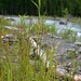 Resurrection Creek Restoration Project on Chugach National Forest